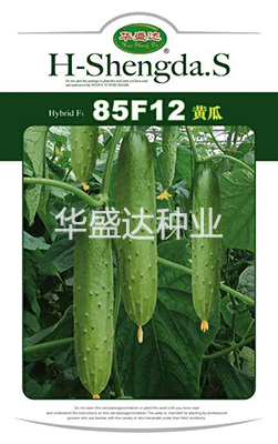 85F12黃瓜